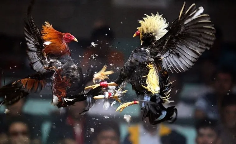 Chinh Phục Đấu Trường Đá Gà Sabong 123B Thắng Lớn Mỗi Ngày 1 Chinh Phục Đấu Trường Đá Gà Sabong 123B Thắng Lớn Mỗi Ngày